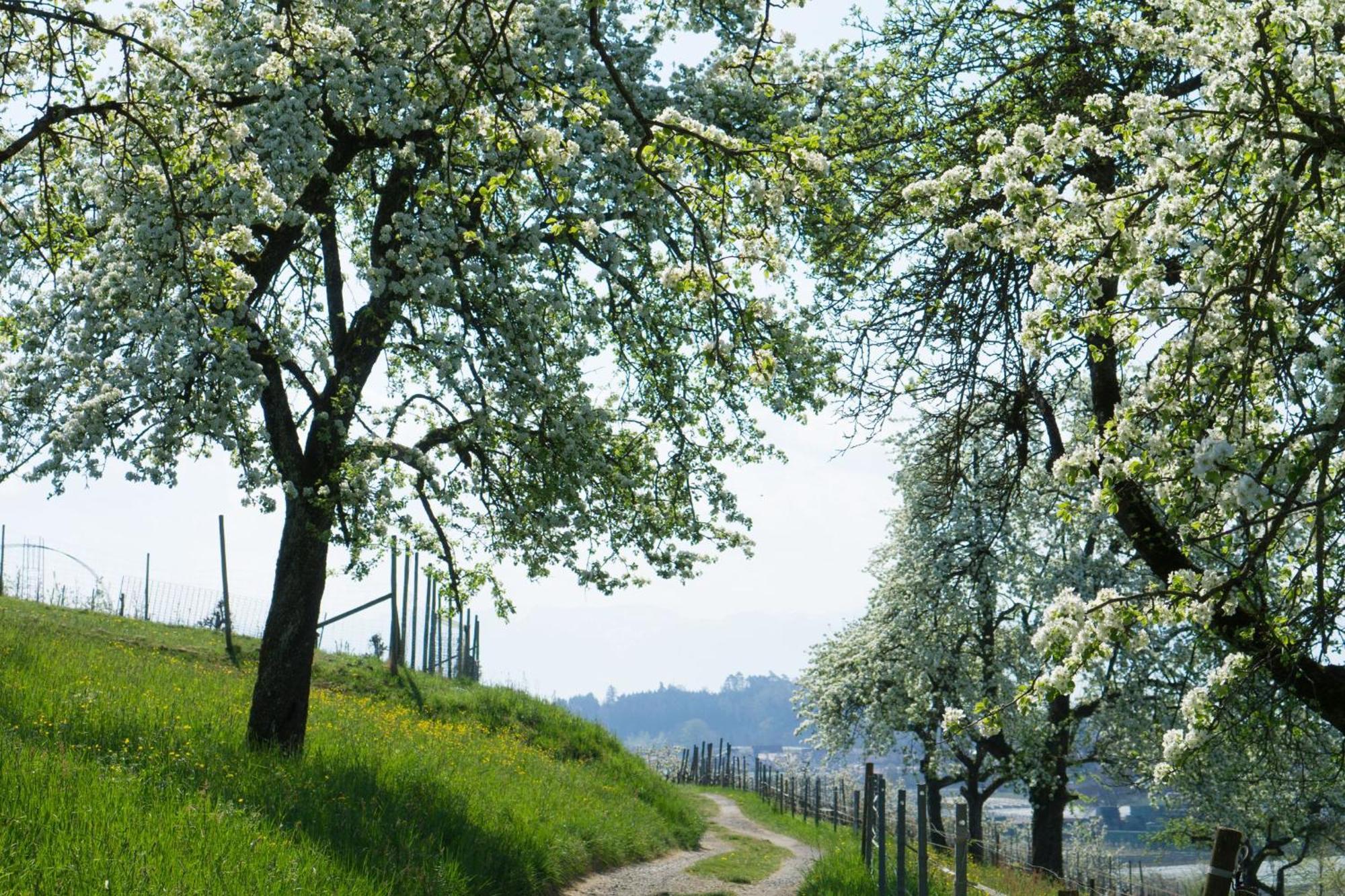 Beim Dorfbach - Die Hofchalets Kressbronn am Bodensee Exteriér fotografie